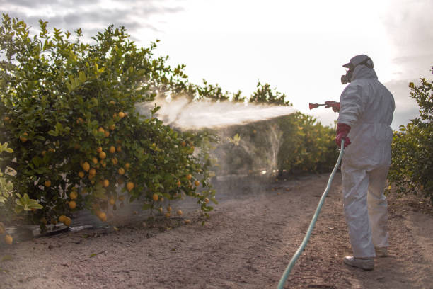 Best Mosquito Control Services  in East St Louis, IL