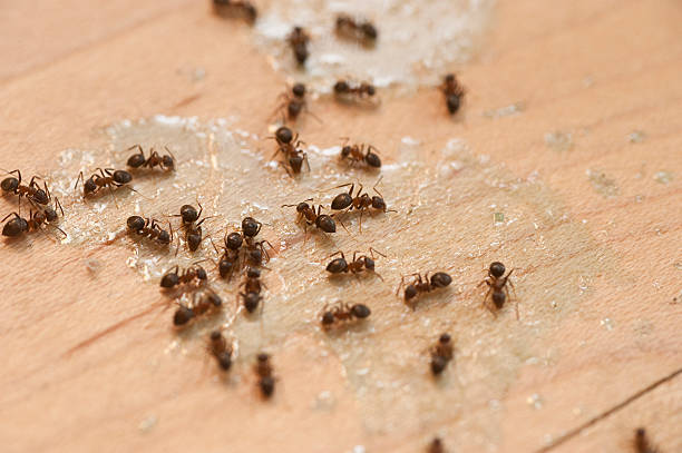 Trusted East St Louis, IL Pest Control Experts