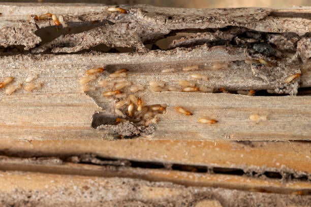 Flea Control Services in East St Louis, IL