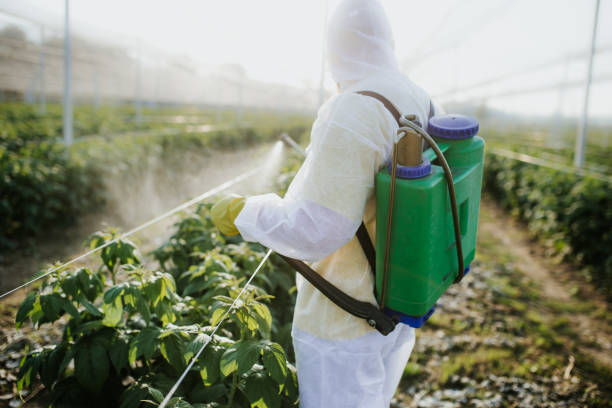 Best Affordable Pest Control Services  in East St Louis, IL